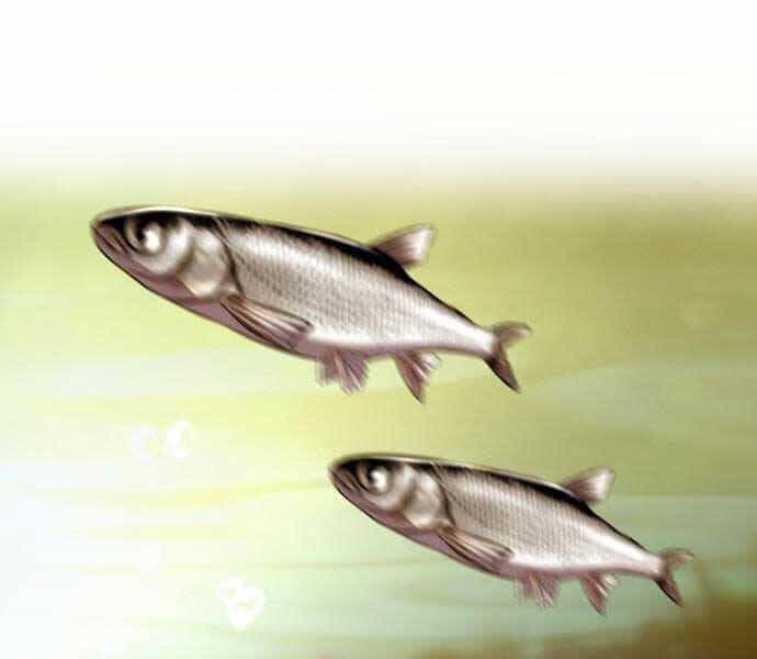 Hoá Thân Thành Cá - Chương 6 - ảnh 39