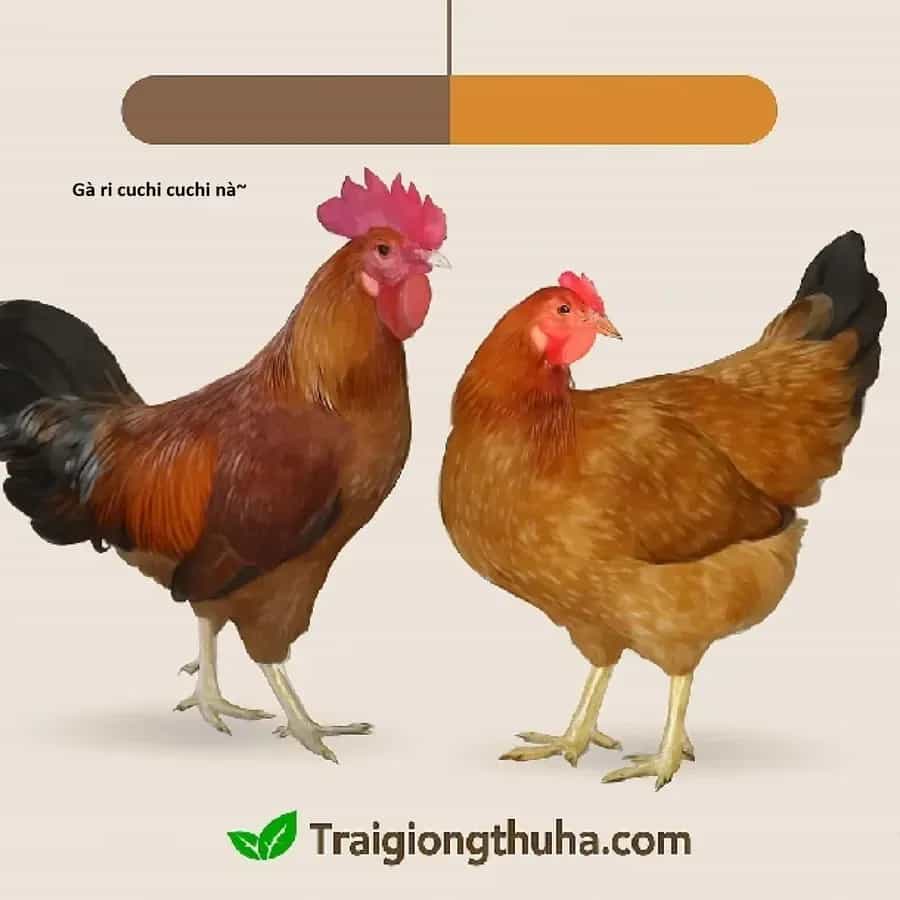 Ngay Cả Khi Hậu Tận Thế, Thật Hạnh Phúc Vẫn Còn Được Sống... - Chương 51.1 - ảnh 20