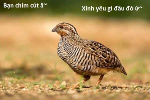 Ngay Cả Khi Hậu Tận Thế, Thật Hạnh Phúc Vẫn Còn Được Sống... - Chương 40.1 - ảnh 14