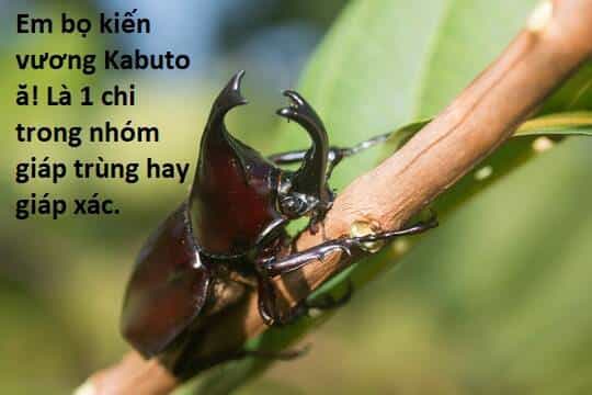 Ngay Cả Khi Hậu Tận Thế, Thật Hạnh Phúc Vẫn Còn Được Sống... - Chương 41.2 - ảnh 14
