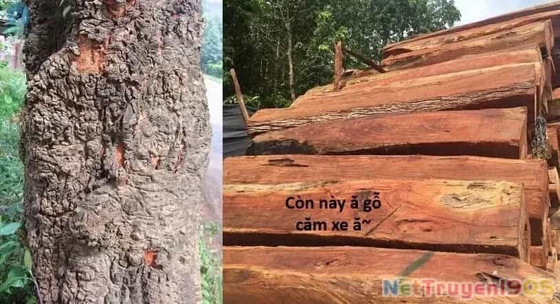Ngay Cả Khi Hậu Tận Thế, Thật Hạnh Phúc Vẫn Còn Được Sống... - Chương 44.1 - ảnh 21