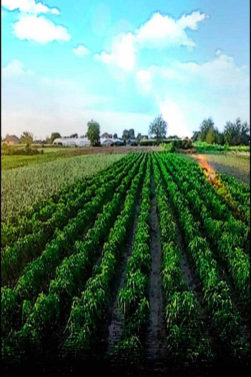 Thể Thao Cực Hạn - Chương 463.5 - ảnh 13