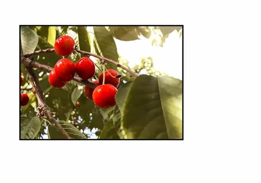 Xuyên Việt Vương Phi Yếu Thăng Cấp - Chương 74 - ảnh 17